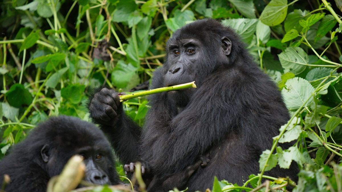 Gorily a šimpanzi v konžském deštném pralese uzavírají spojenectví